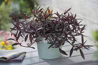 《要塞：终极版》公布 11月7日登陆Steam